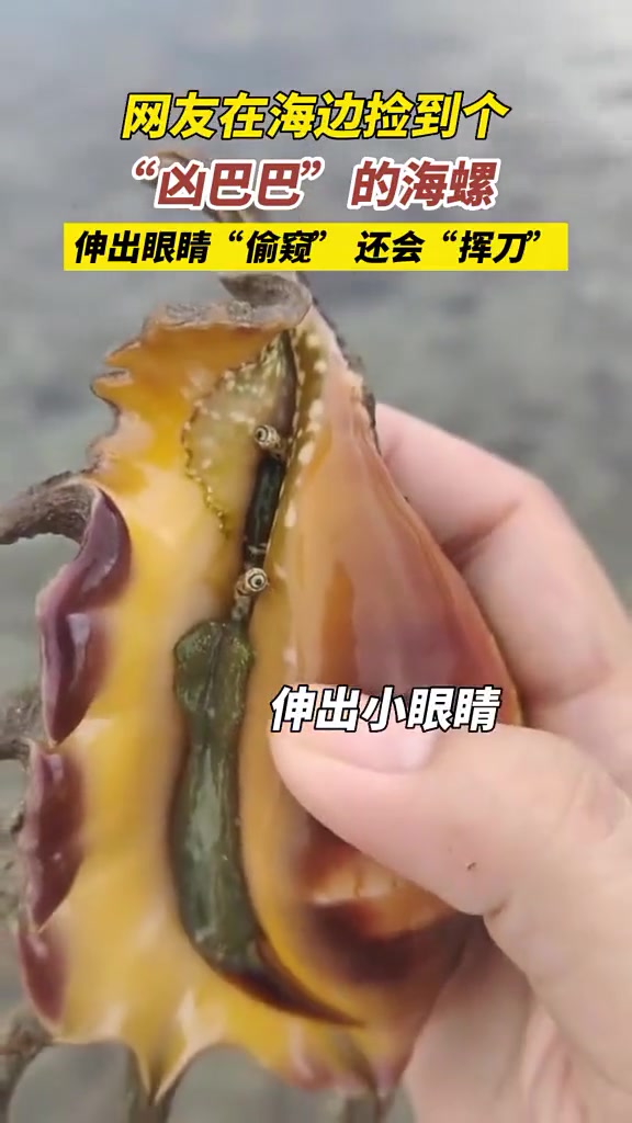 凶巴巴的海螺