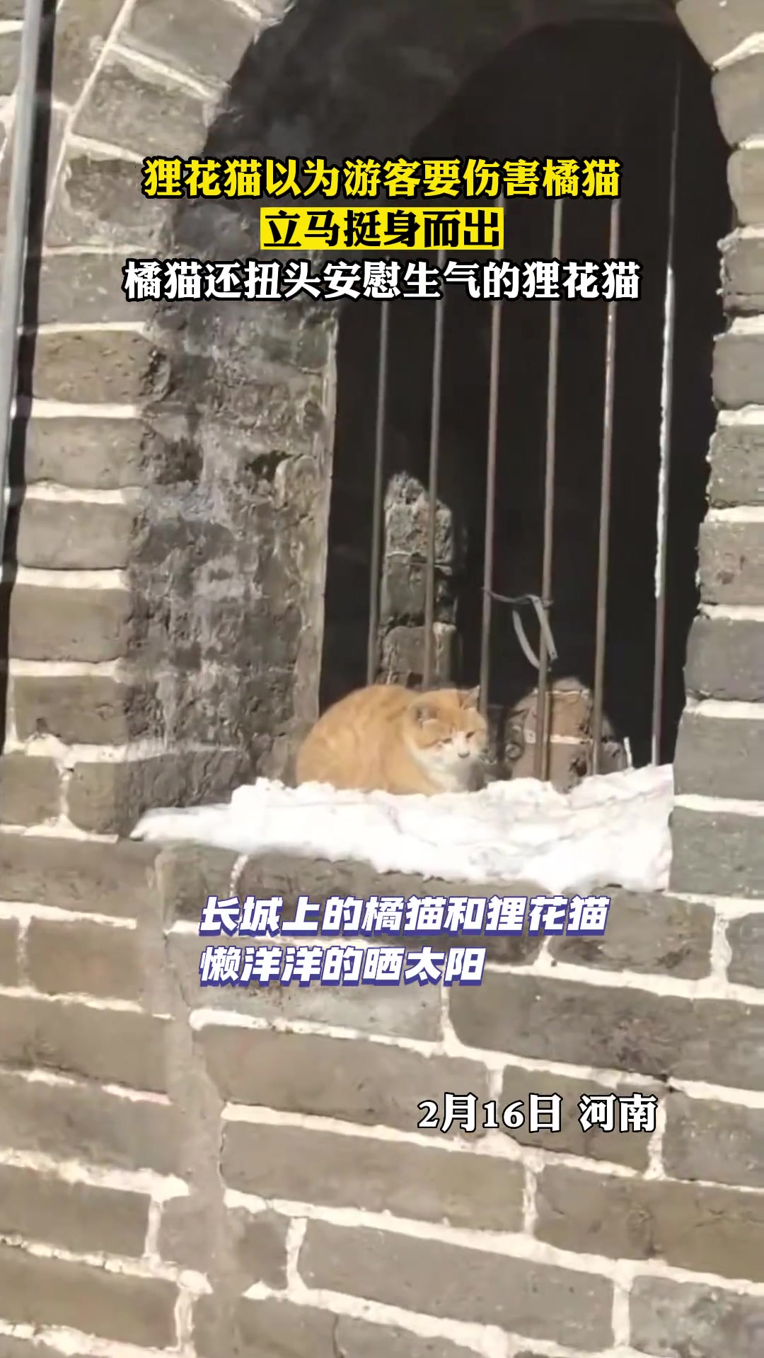 连猫都有猫罩着！