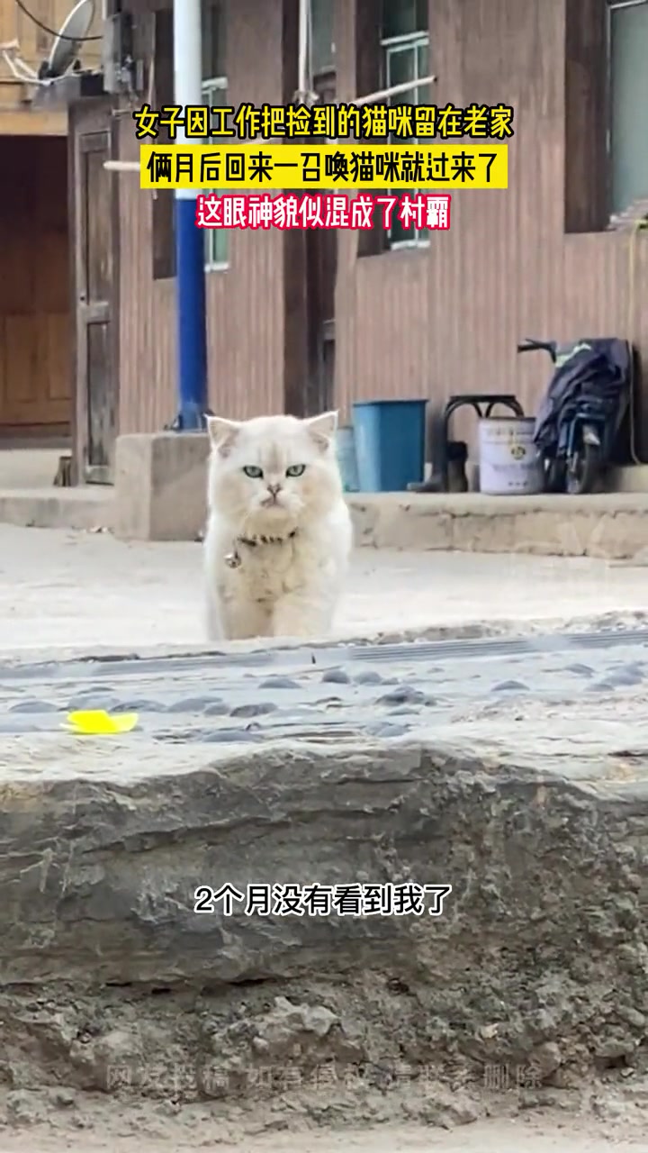 女子因工作把猫放在老家，两月回来后...