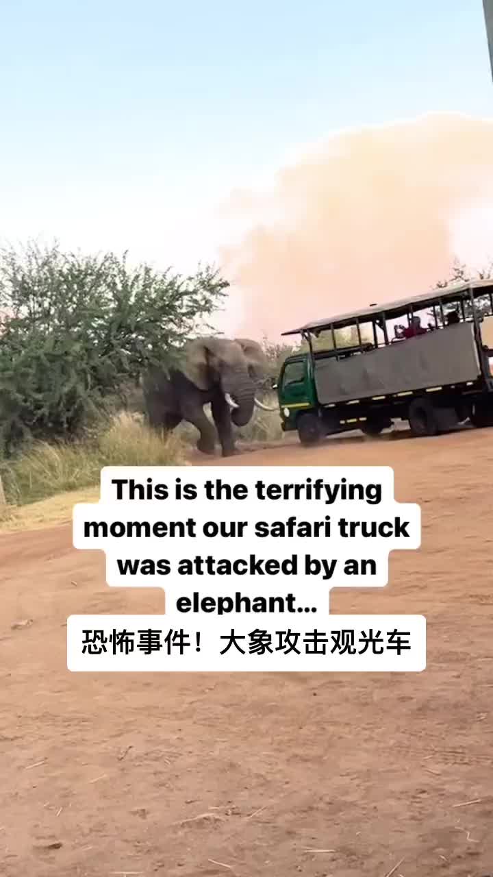 恐怖事件！当大象开始攻击起观光车