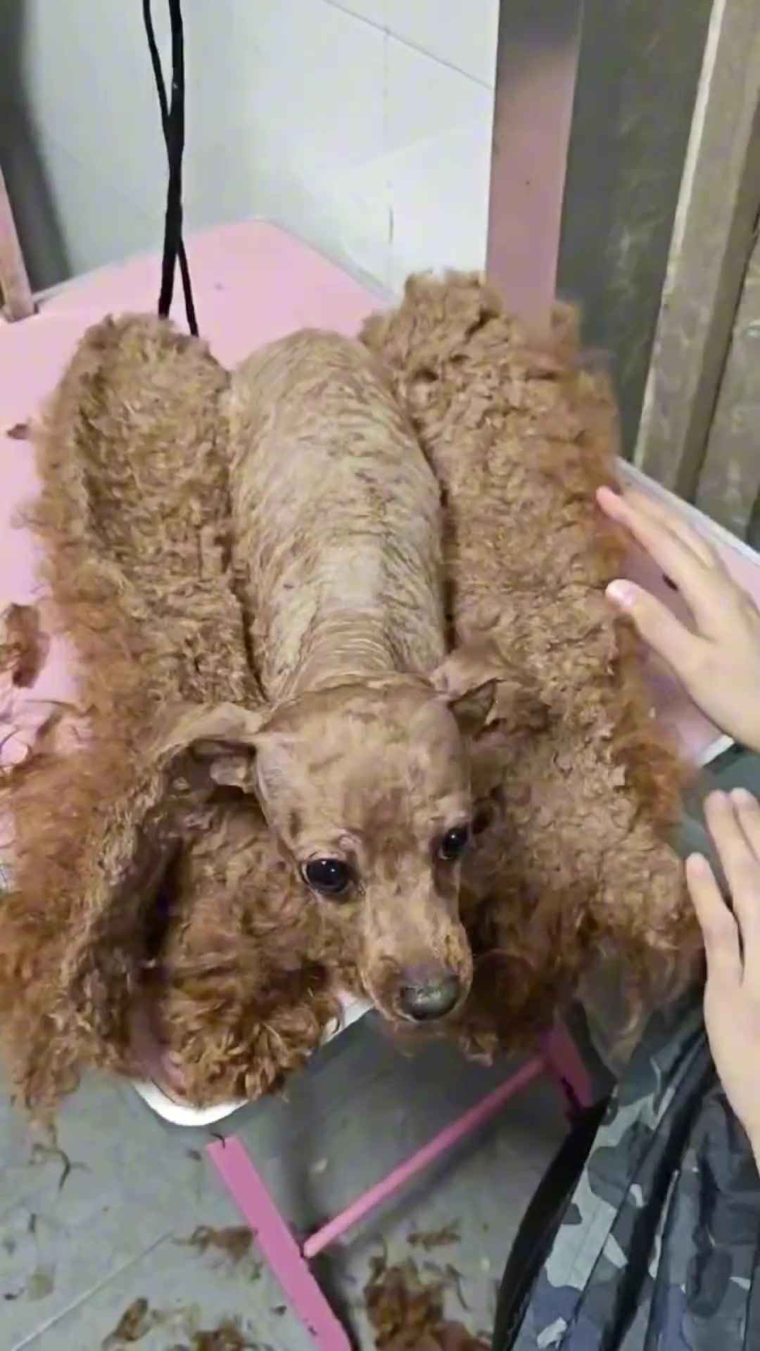 这大概就是传说中的热狗吧
