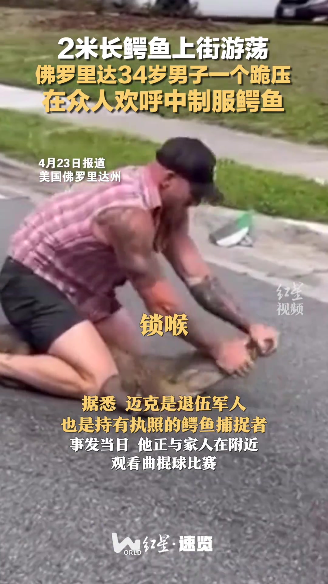 2米长鳄鱼上街游荡，佛罗里达男子一个跪压制服鳄鱼