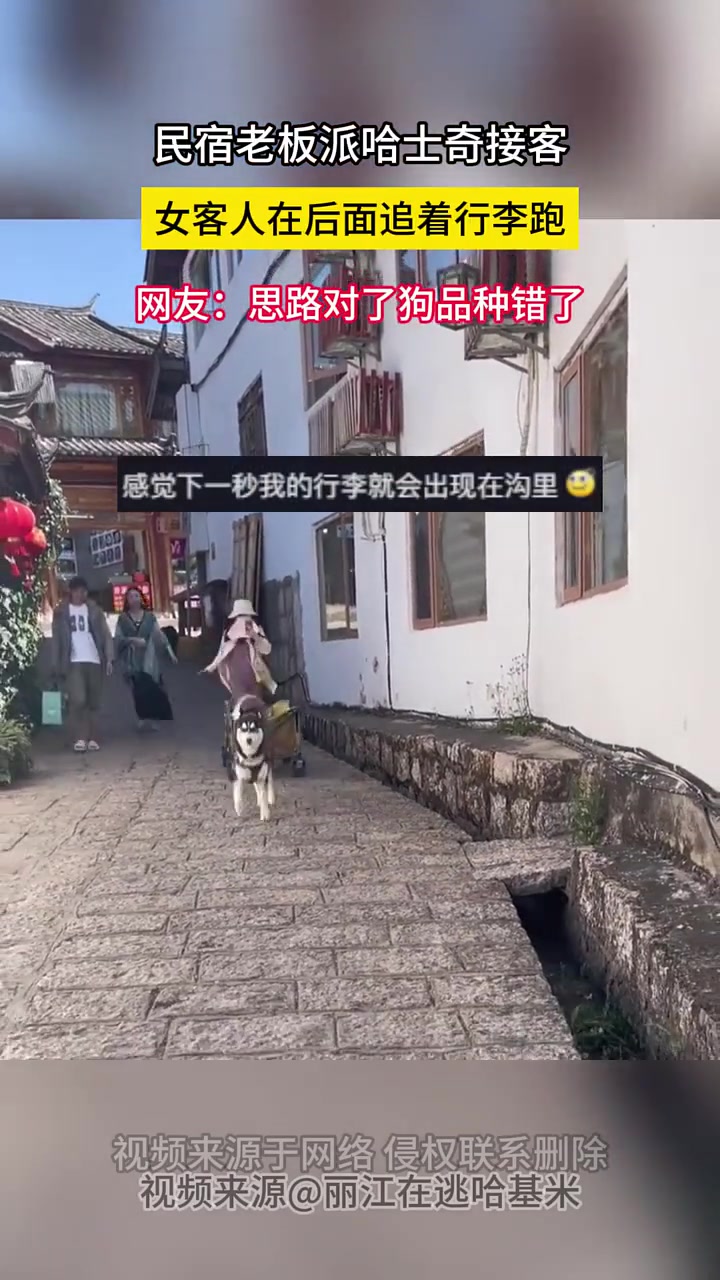 老板你这思路是对的，但狗品种是不是选错了~