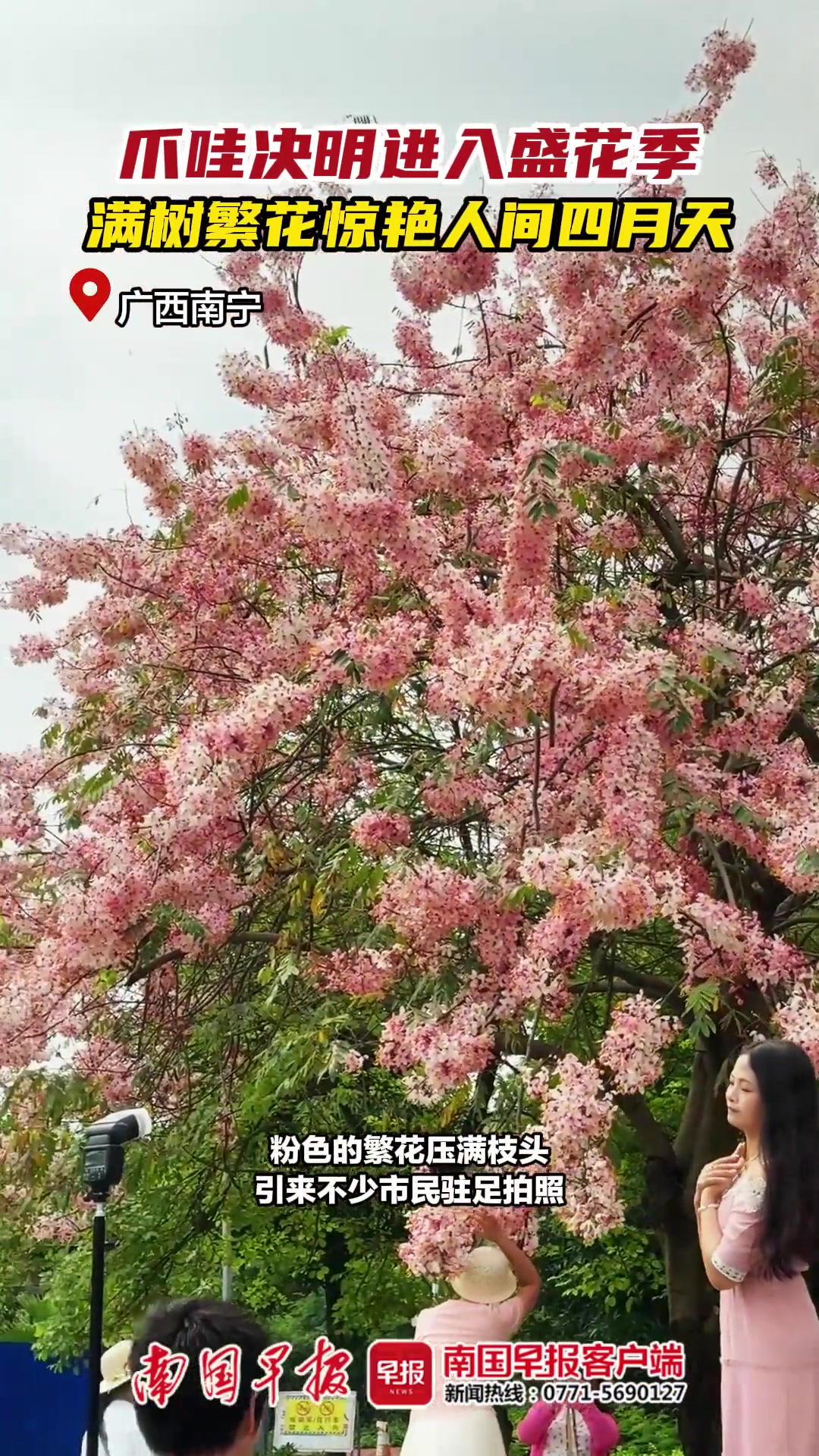 爪哇决明进入盛花季，满树繁花惊艳人间四月天