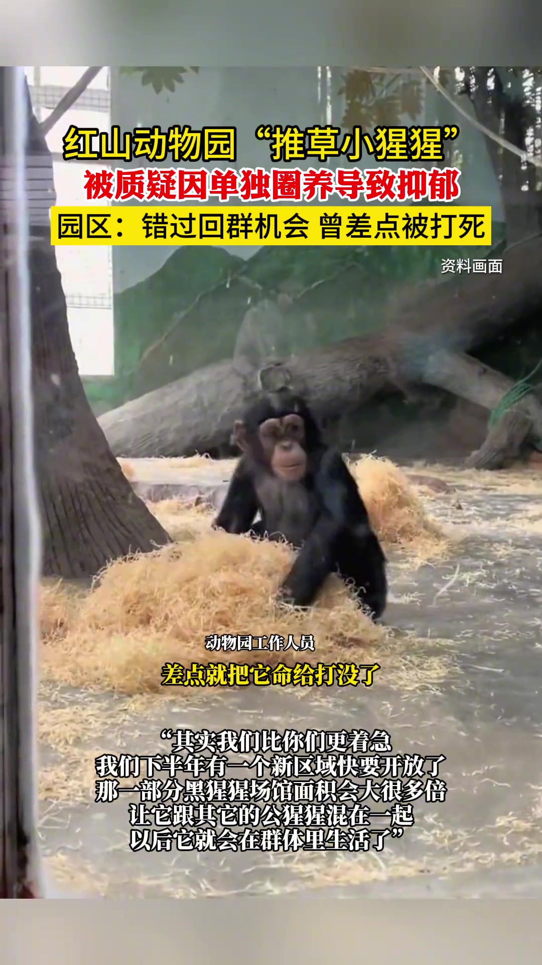 红山动物园“推草小猩猩” 被质疑因单独圈养导致抑郁