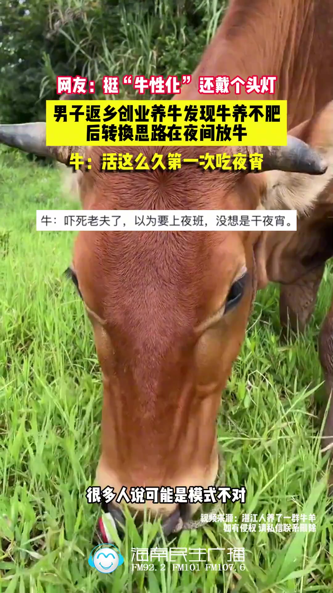 男子返乡创业养牛发现牛养不肥，后转换思路在夜间放牛
