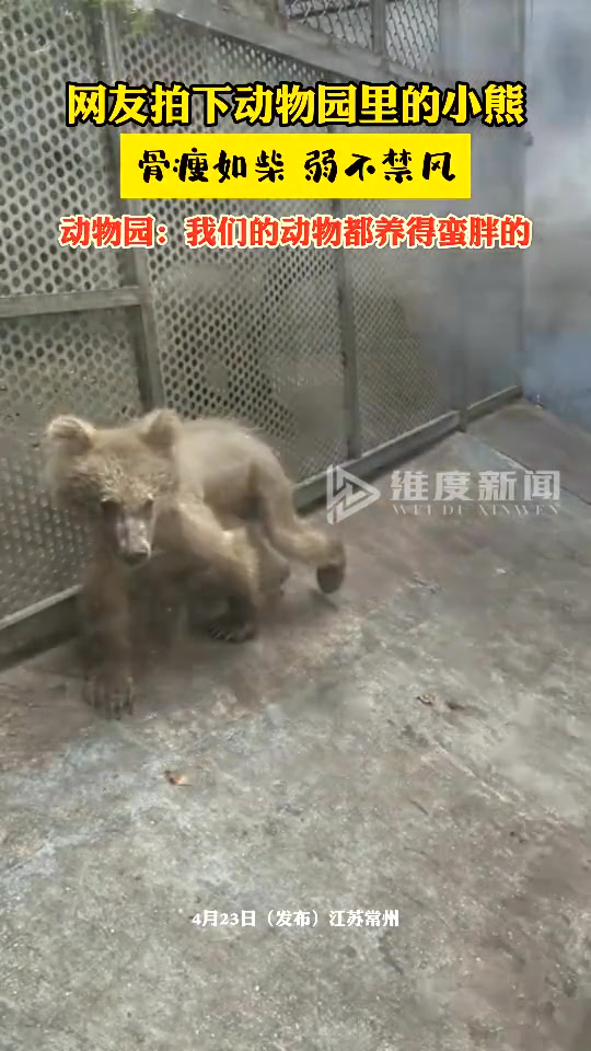 网友爆料，一动物园内的小熊骨瘦如柴