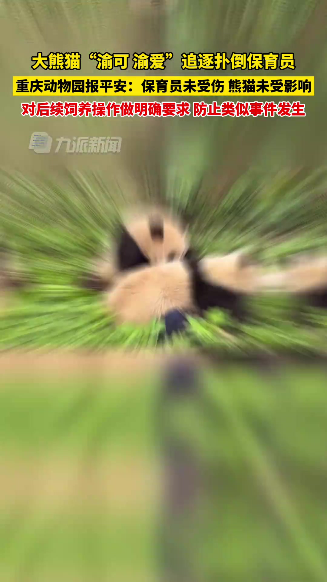 大熊猫渝可渝爱追逐扑倒保育员重庆动物园报平安