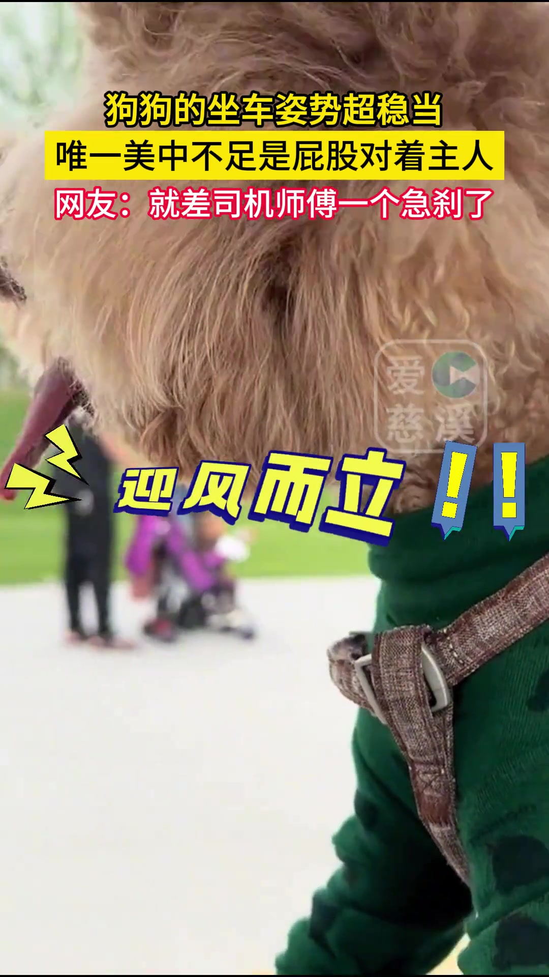 狗狗的坐车姿势超稳当，唯一美中不足是......
