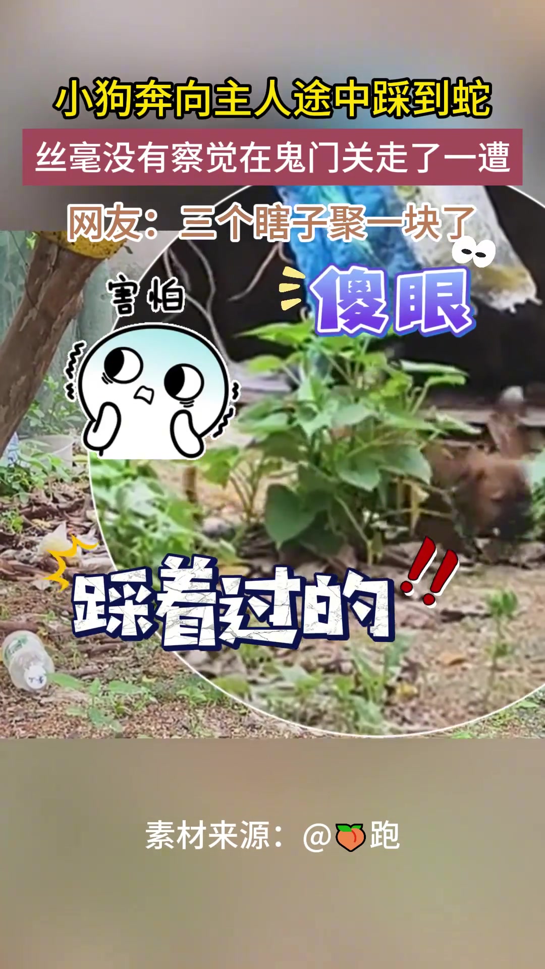 小狗奔向主人途中踩到蛇，丝毫没察觉在鬼门关走了一遭