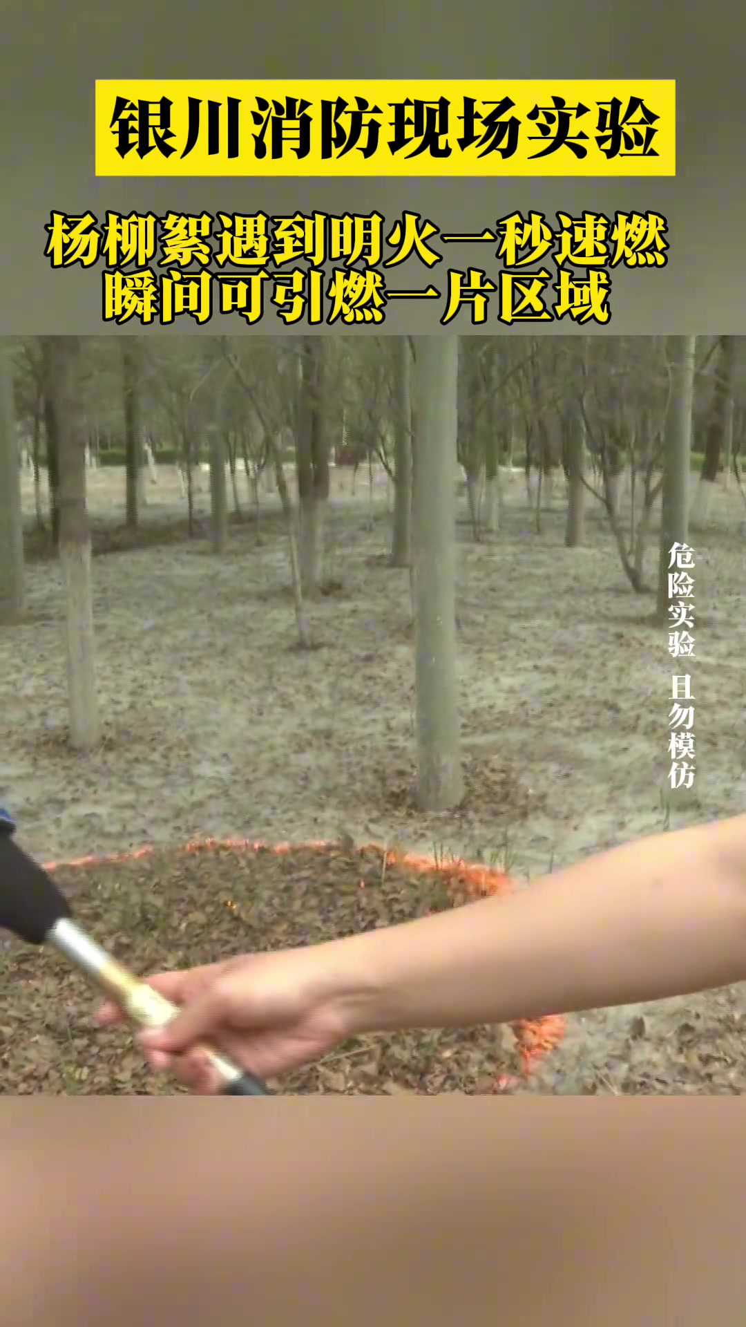 消费现场实验柳絮遇到明火一秒速燃，瞬间可引燃一片区