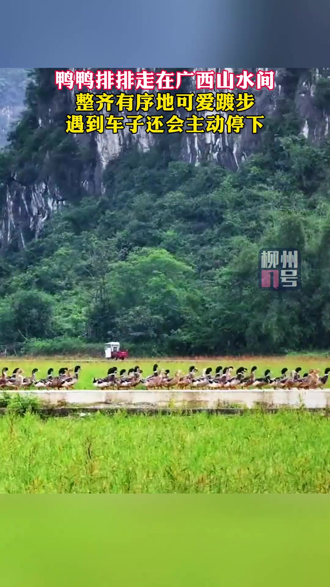 鸭鸭排排走在广西山水间，遇到车子还会主动停下~