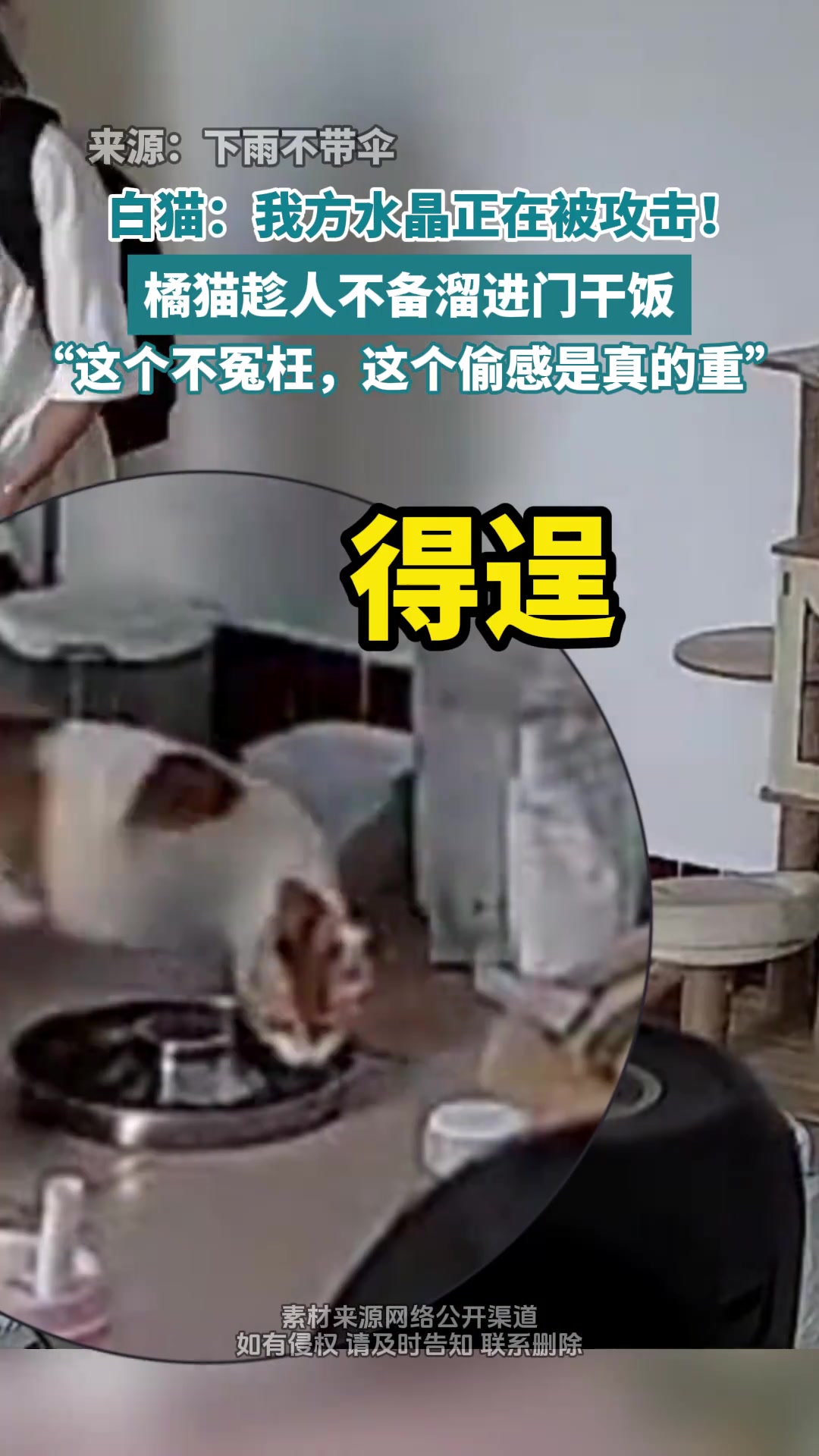 白猫：是故意的还是不小心的？ 大橘：是故意不小心的