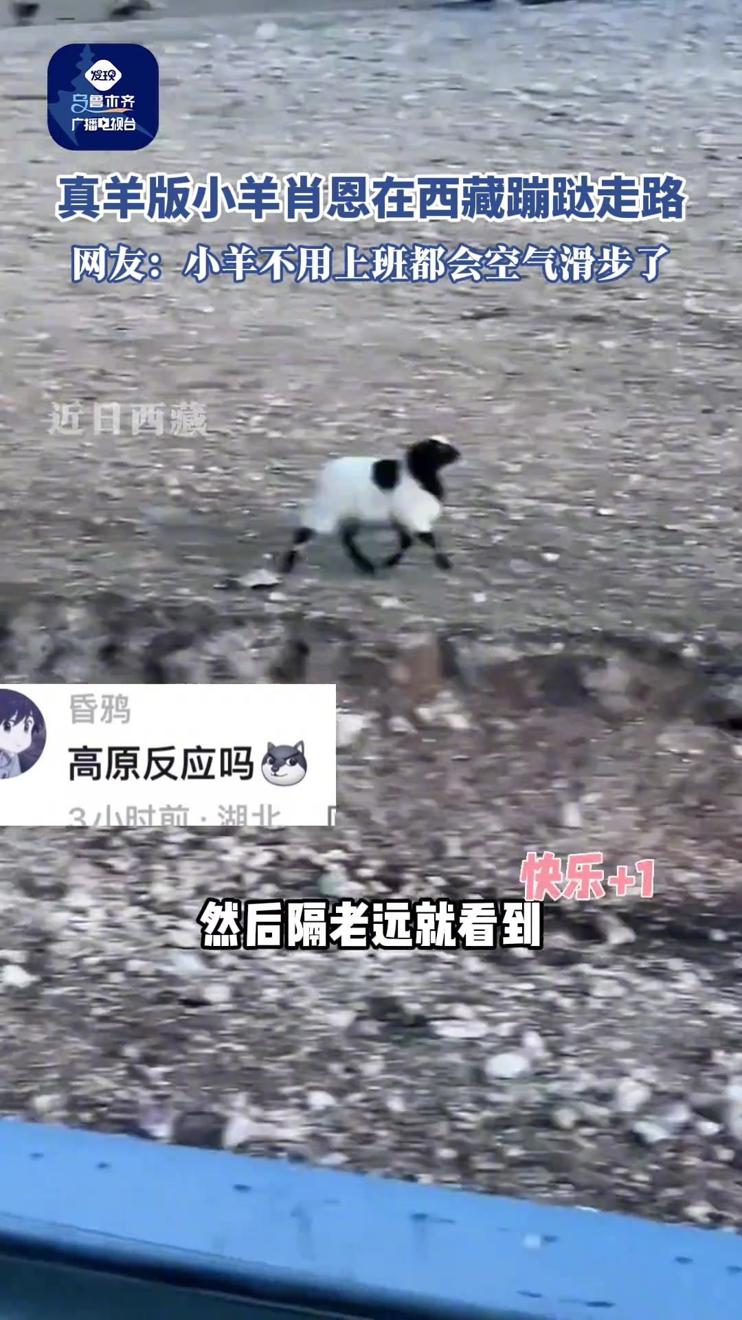 现实版小羊肖恩，在西藏蹦跶走路