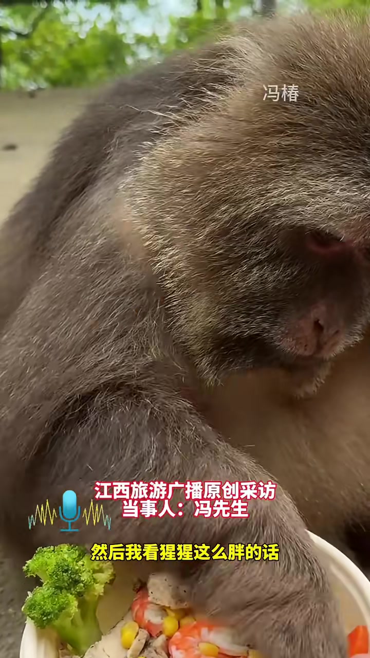男子拿减肥餐喂猩猩扒拉半天没挑到一个能吃的