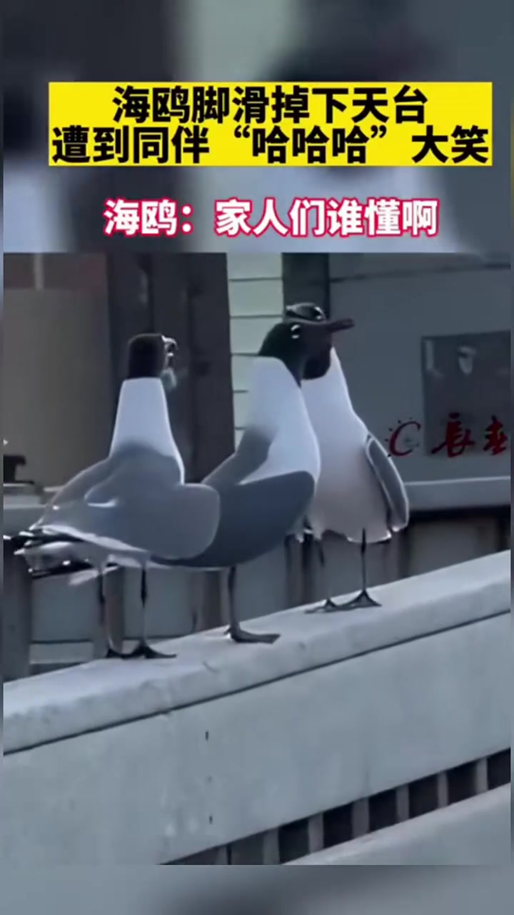海鸥遭到同伴哈哈哈大笑！