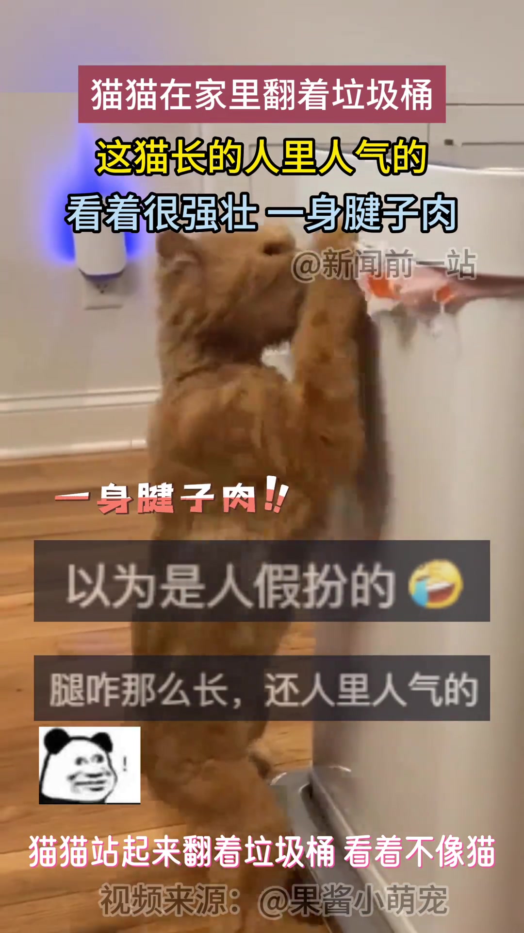 起猛了！见一身腱子的猫猫站着翻垃圾桶