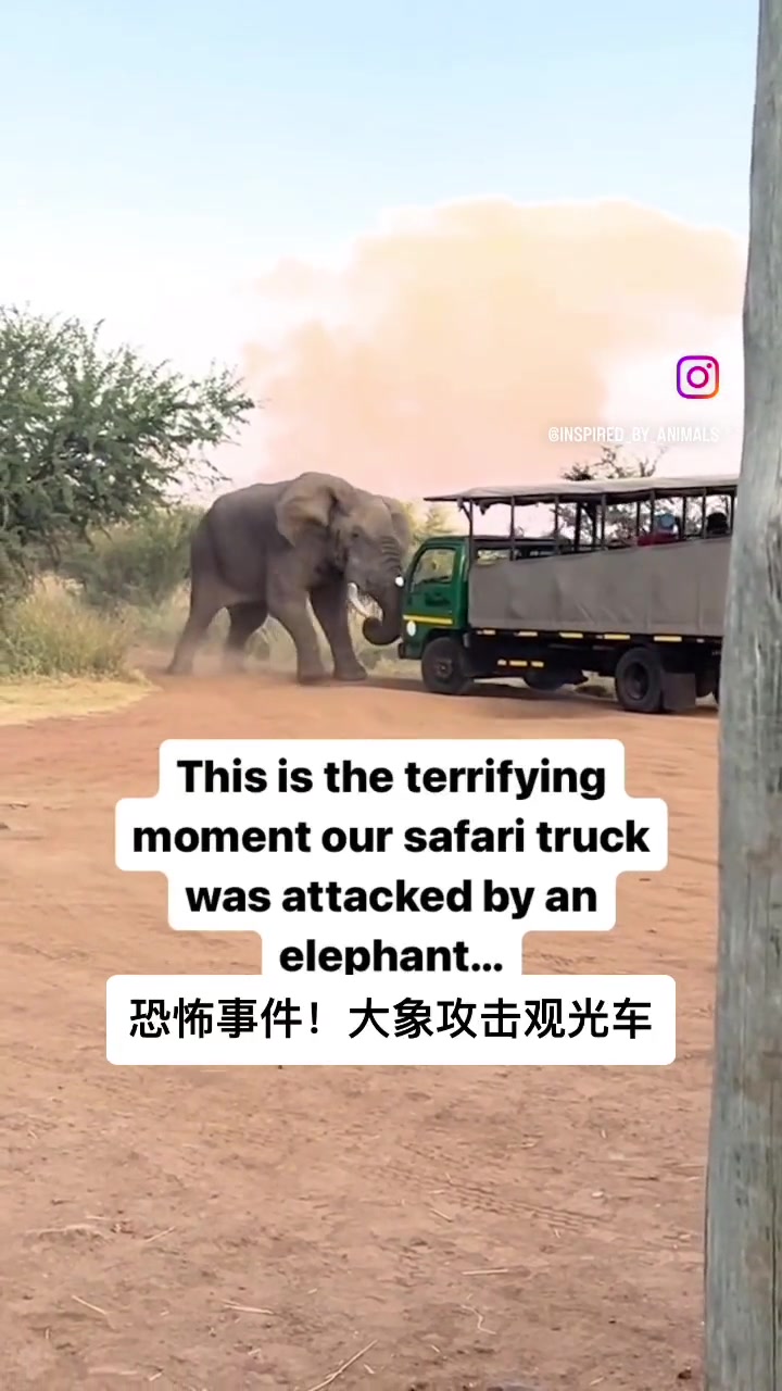 去野生动物园最恐怖的事，车给你掀了