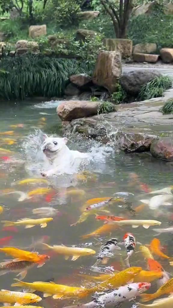 法斗和鱼吵架 结果掉水里了