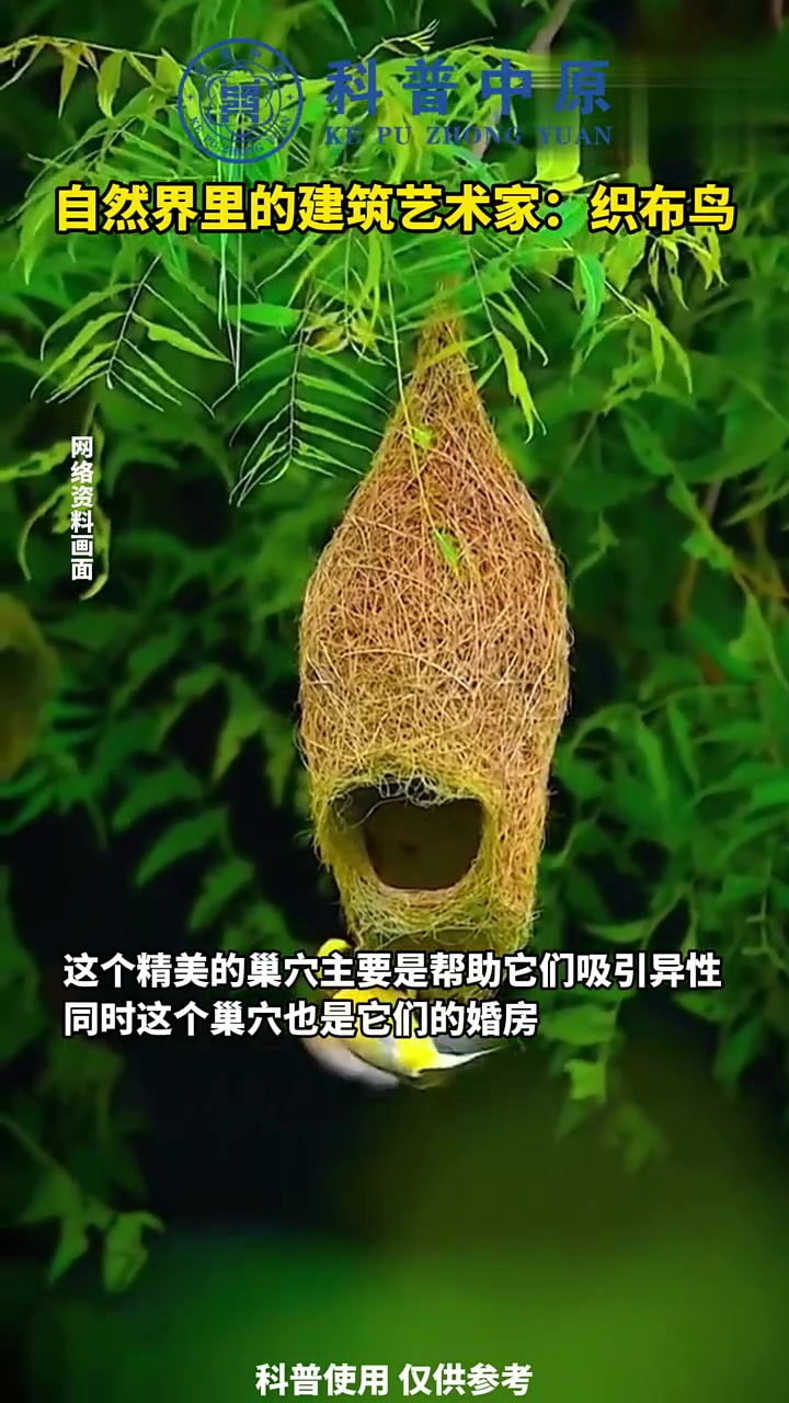 自然界里的建筑艺术家