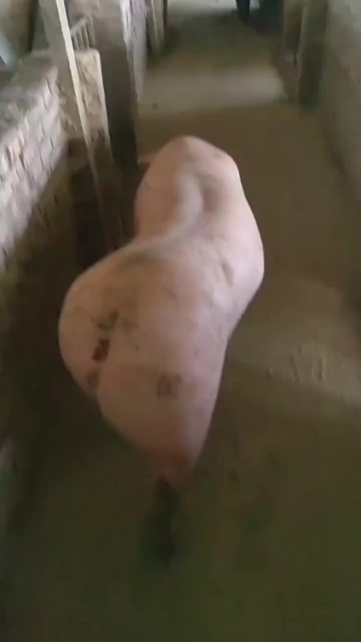 这销魂的小步伐