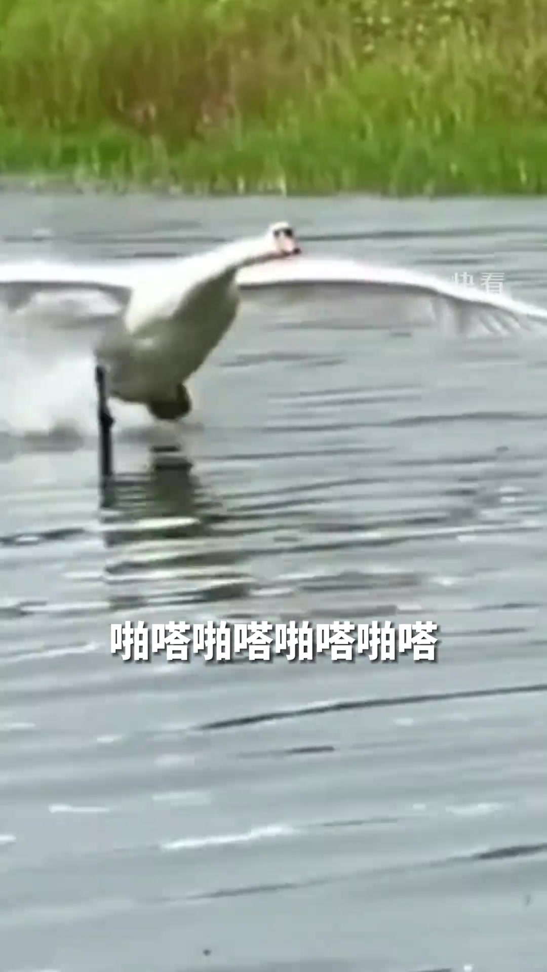 本以为天鹅降落都很优雅，没想到有的时候...