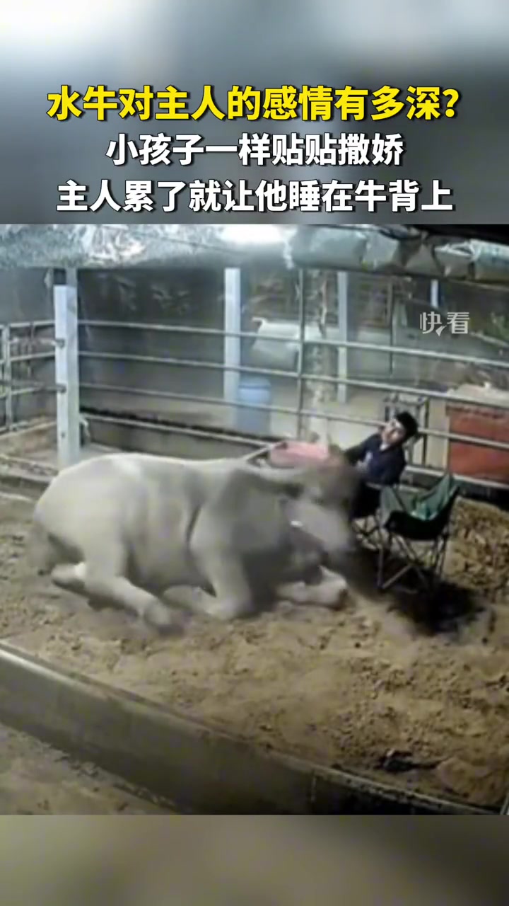 牛牛还和小孩子一样撒娇