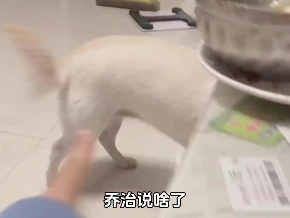 狗：显着你了？