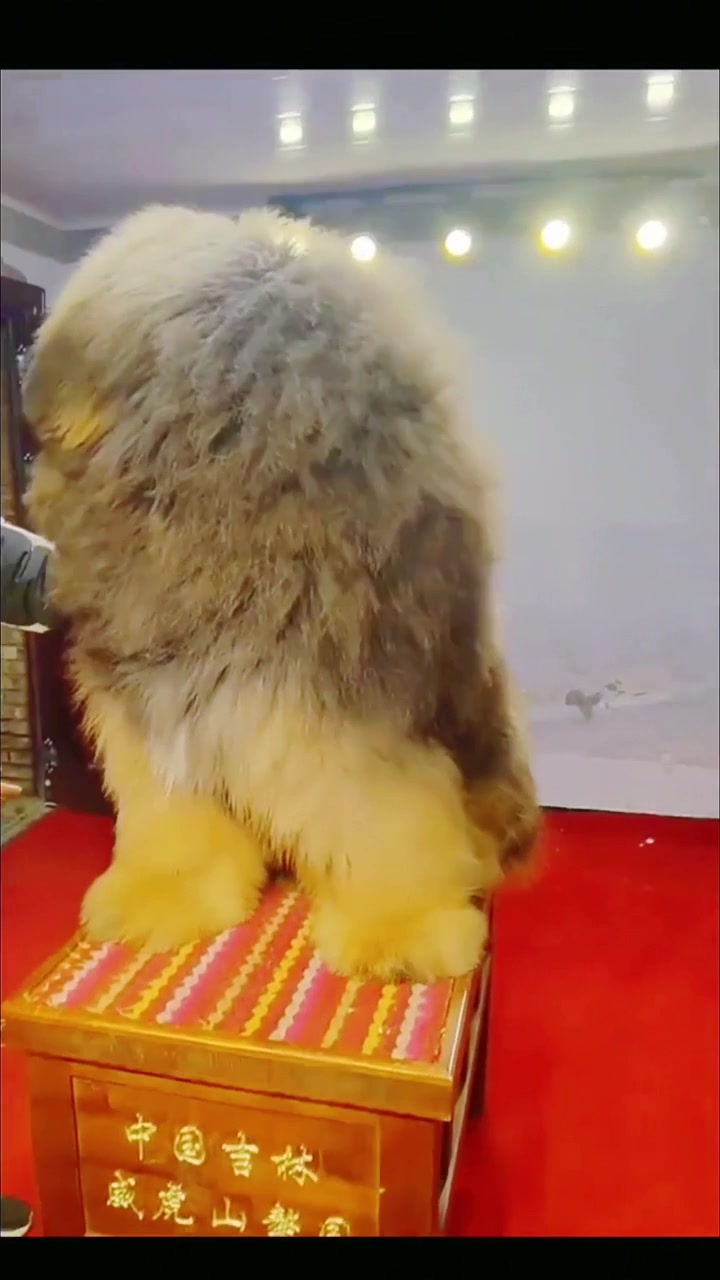 狗比人大！来看看霸气的藏獒！