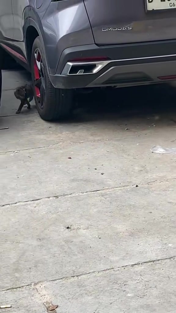 猫：新招的小跟班
