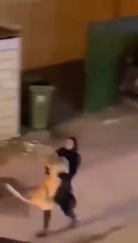 国外一女子抓大猫和抓宠物一样