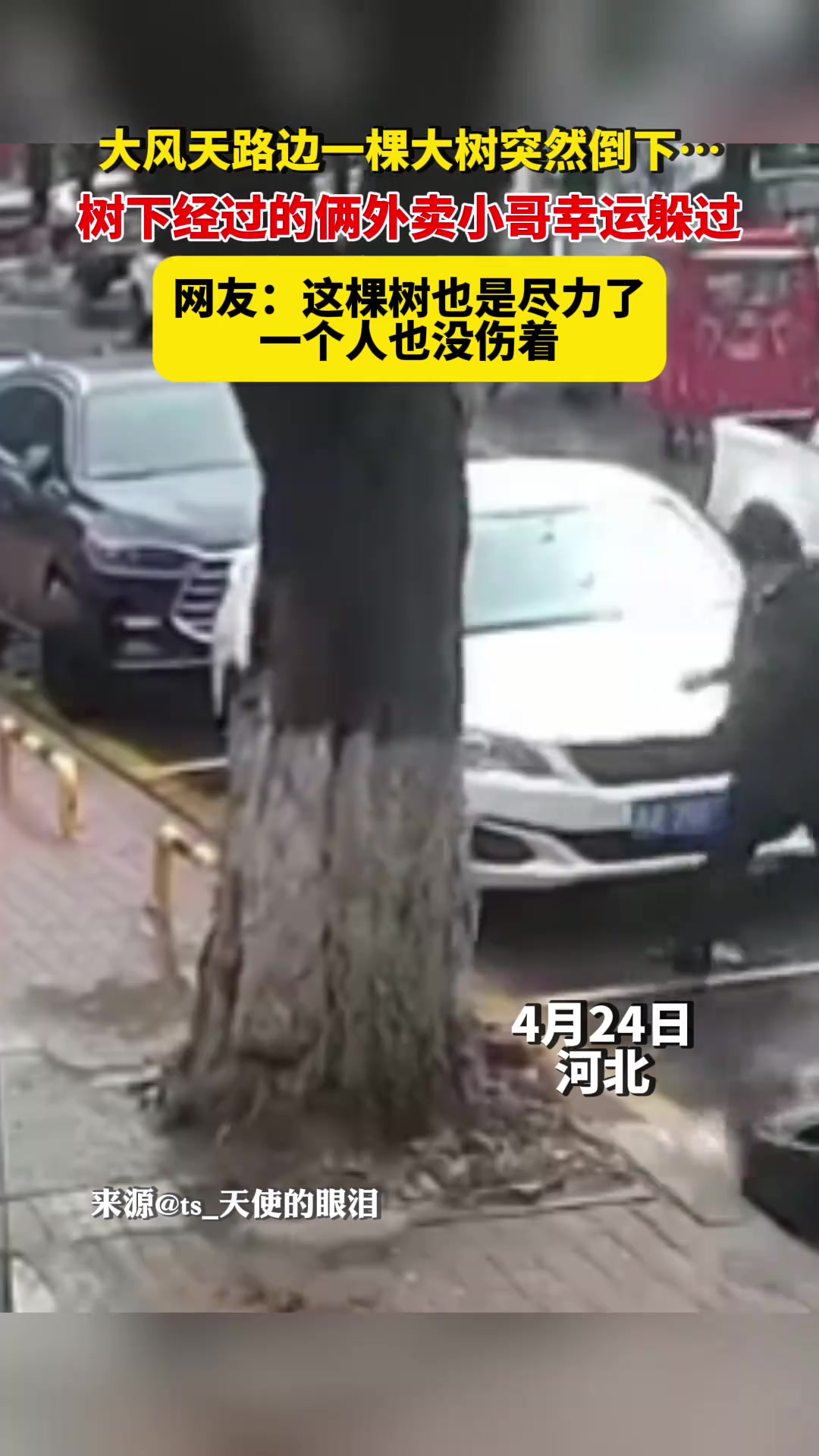 这是一颗善良的树！❤️