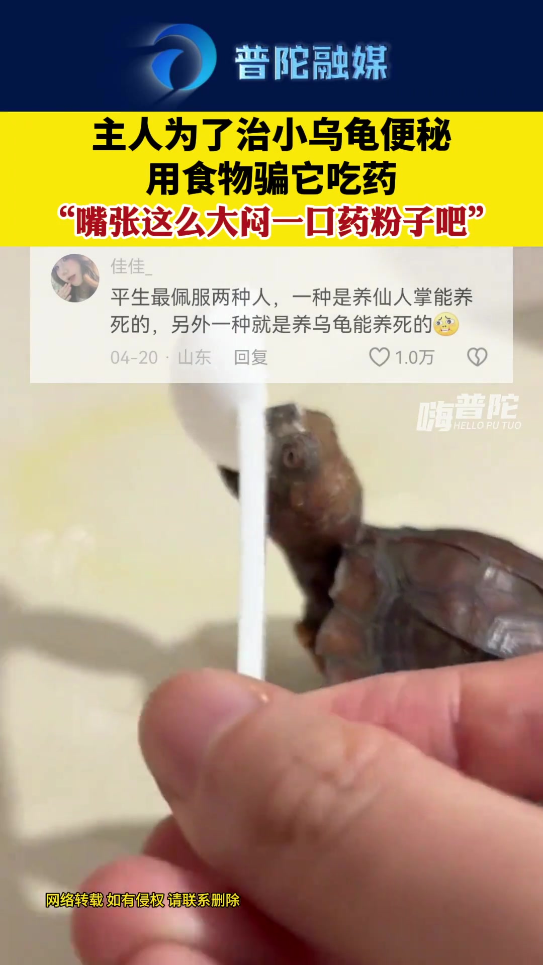主人为了治小乌龟便秘，用食物骗它吃药