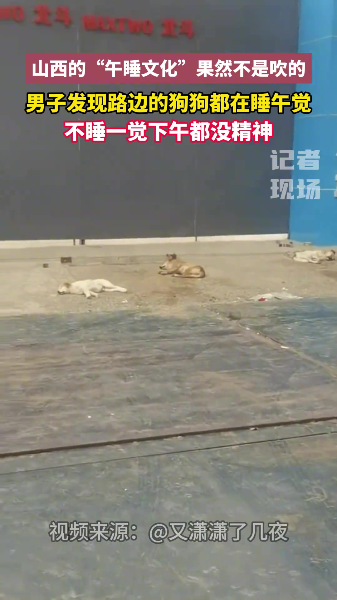 山西的午睡文化果然不是吹的，路边的狗狗都在睡午觉