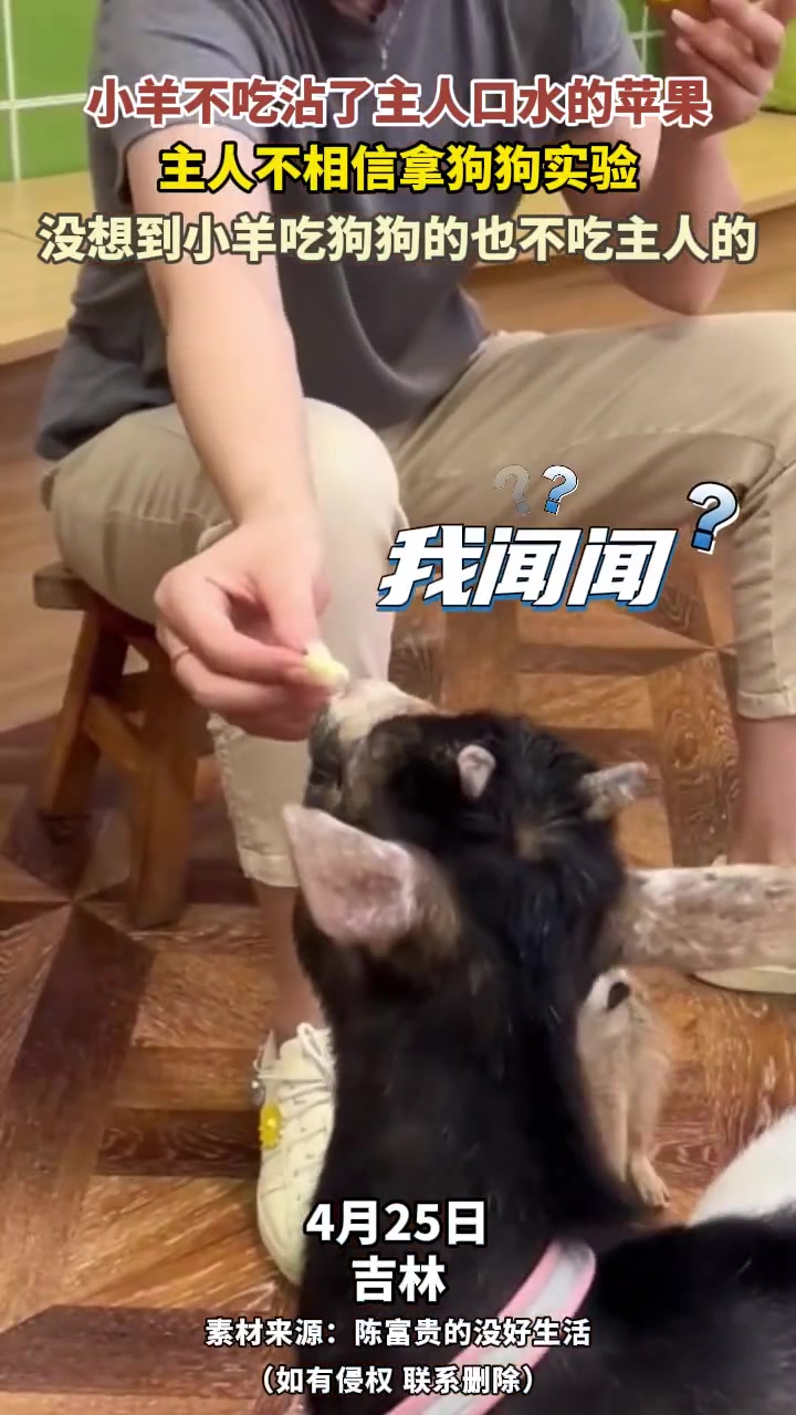 小羊吃沾过狗狗口水的苹果都不吃主人的