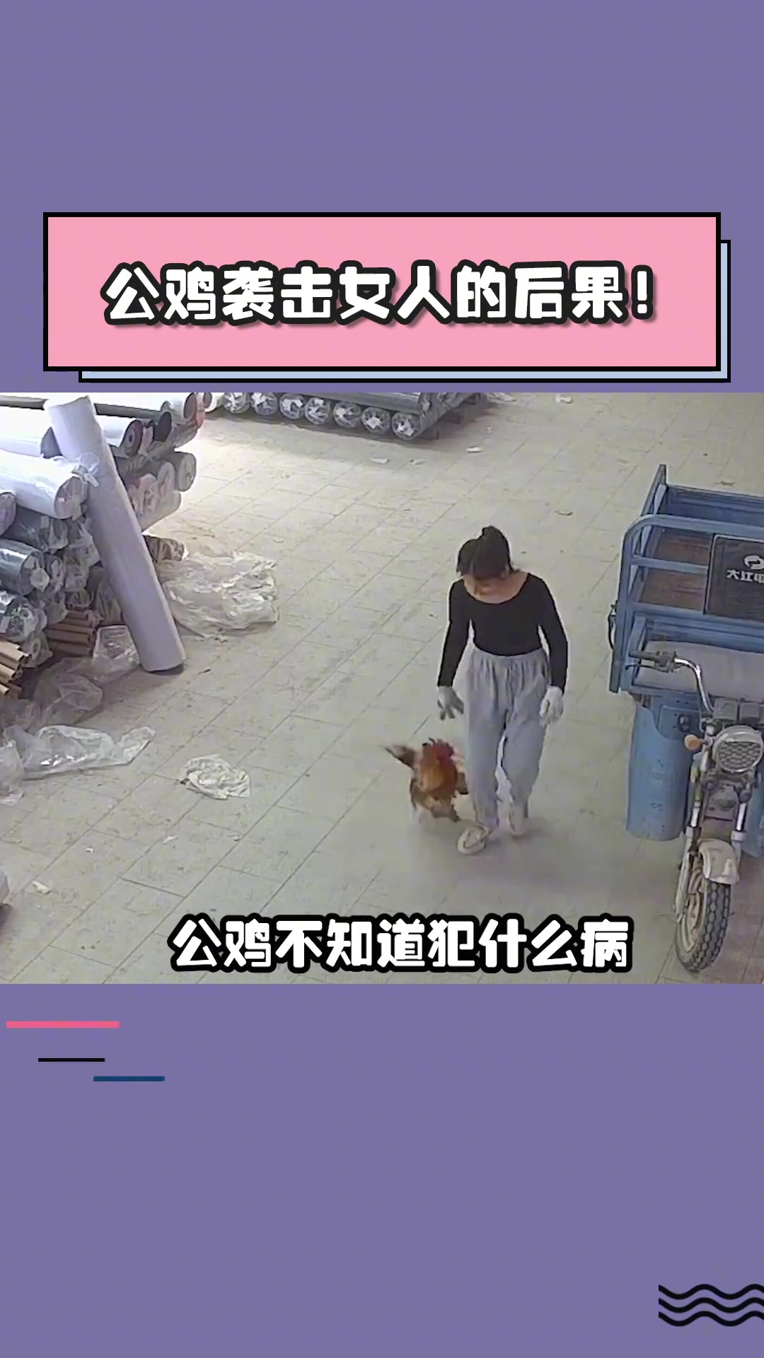 公鸡袭击女主人的后果，鸡哥，没事你惹她干嘛呀