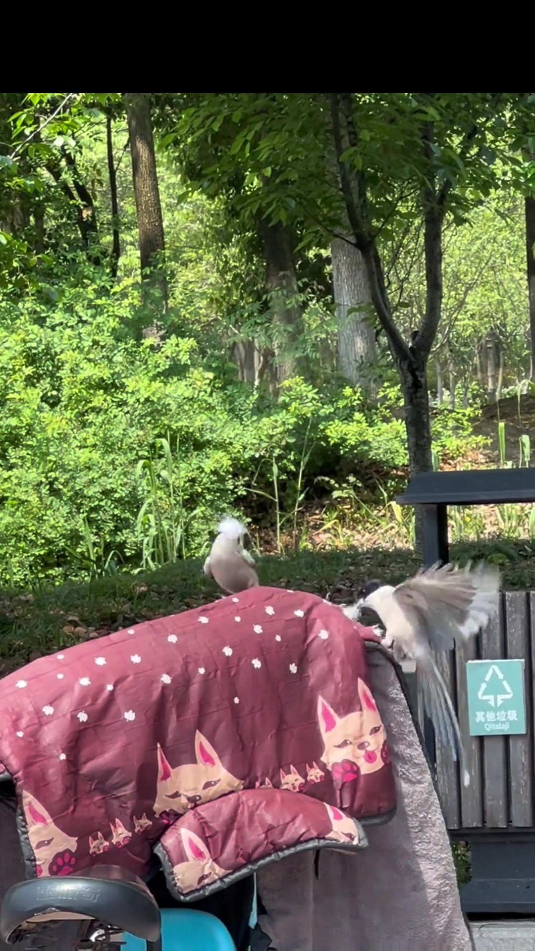 灰喜鹊偷挡风被的棉花筑巢