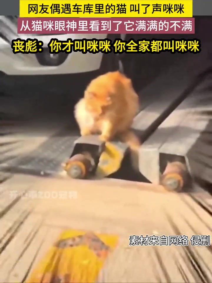 这眼神！这片停车场估什都归它管