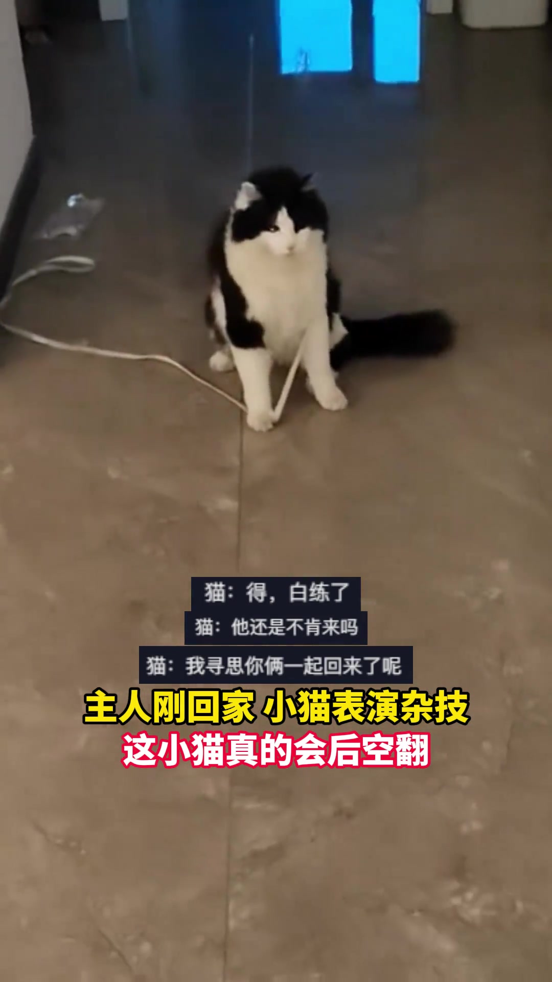 猫：什么时候给我带个男人回来，我会后空翻
