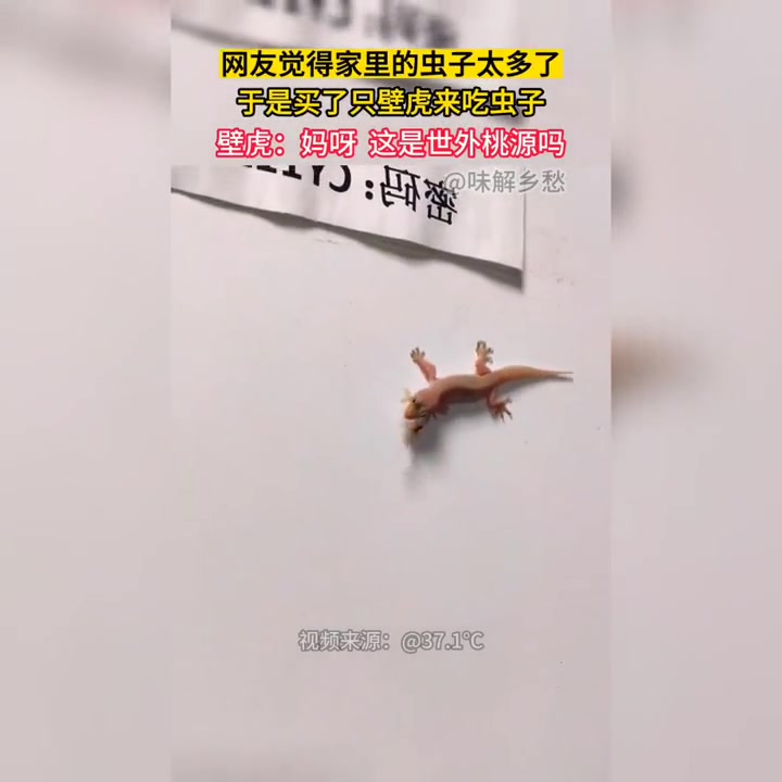 壁虎连夜回家写了一篇桃花源记！