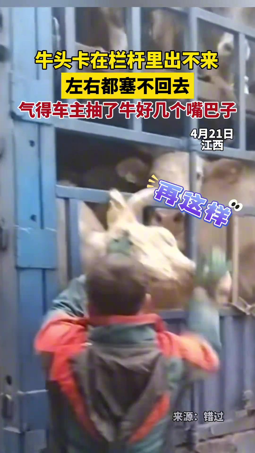 牛头卡在栏杆里左右塞出不来，气得车主抽牛好几个嘴巴