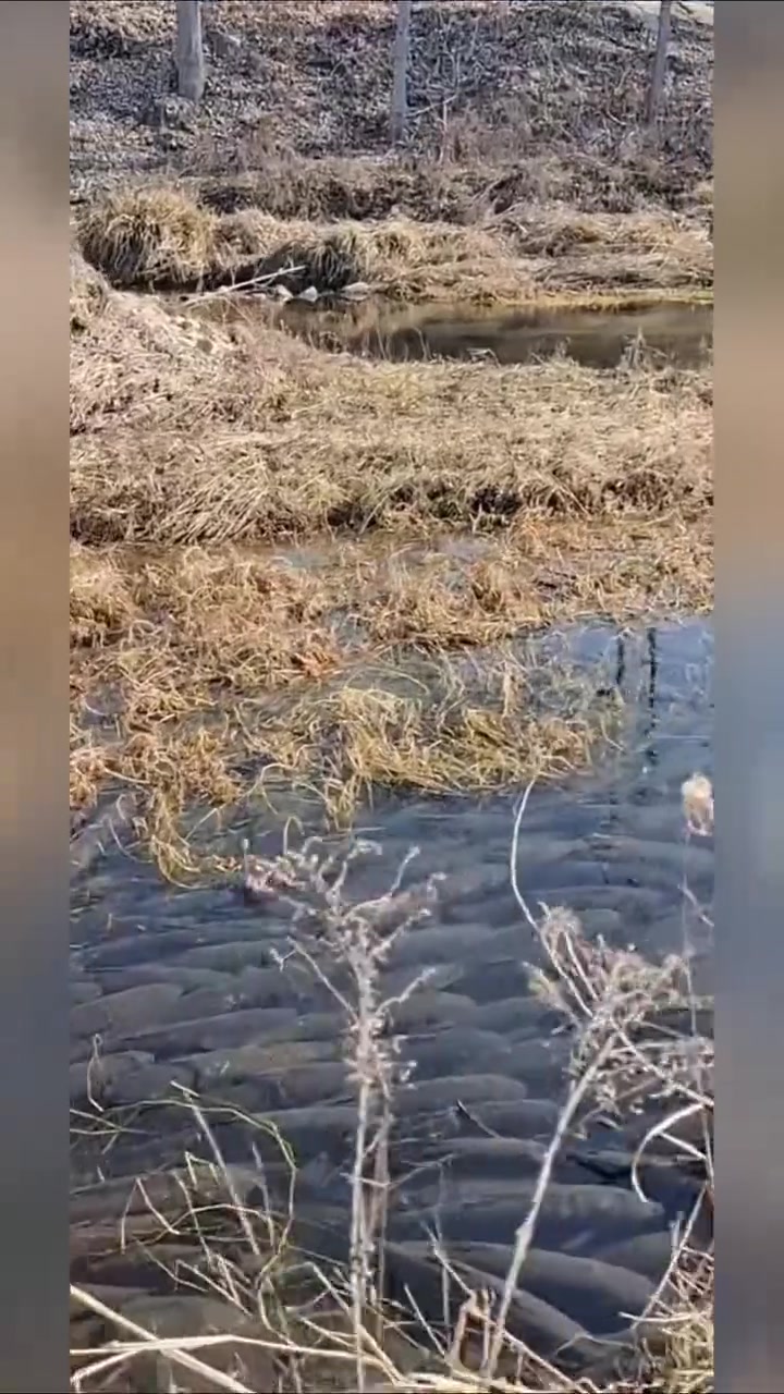 密集恐惧症在此刻失效！！