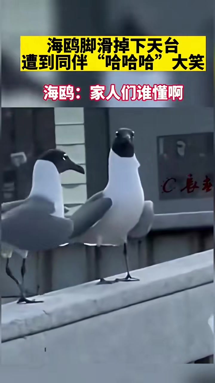 海鸥脚滑掉下天台，遭到同伴哈哈哈大笑