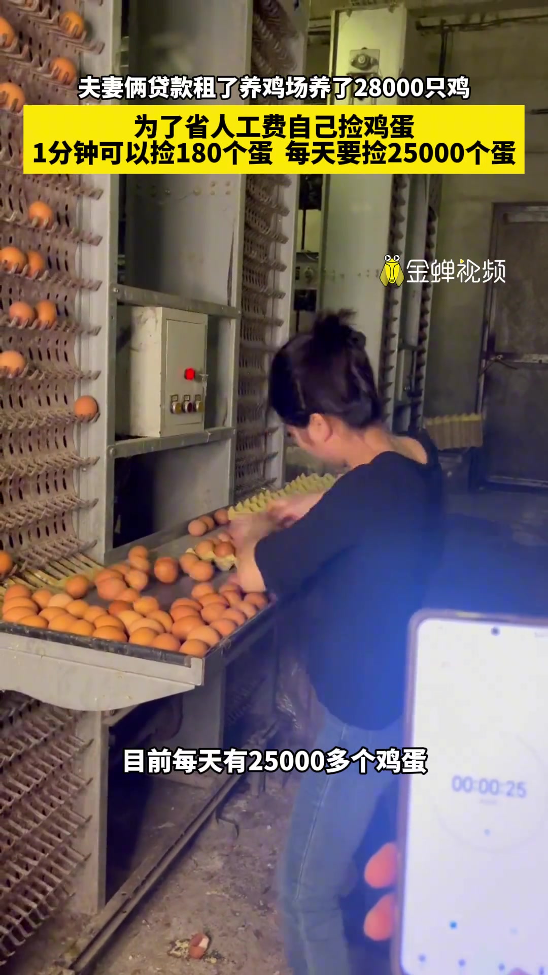 夫妻俩贷款养鸡，1分钟可以捡180个蛋。