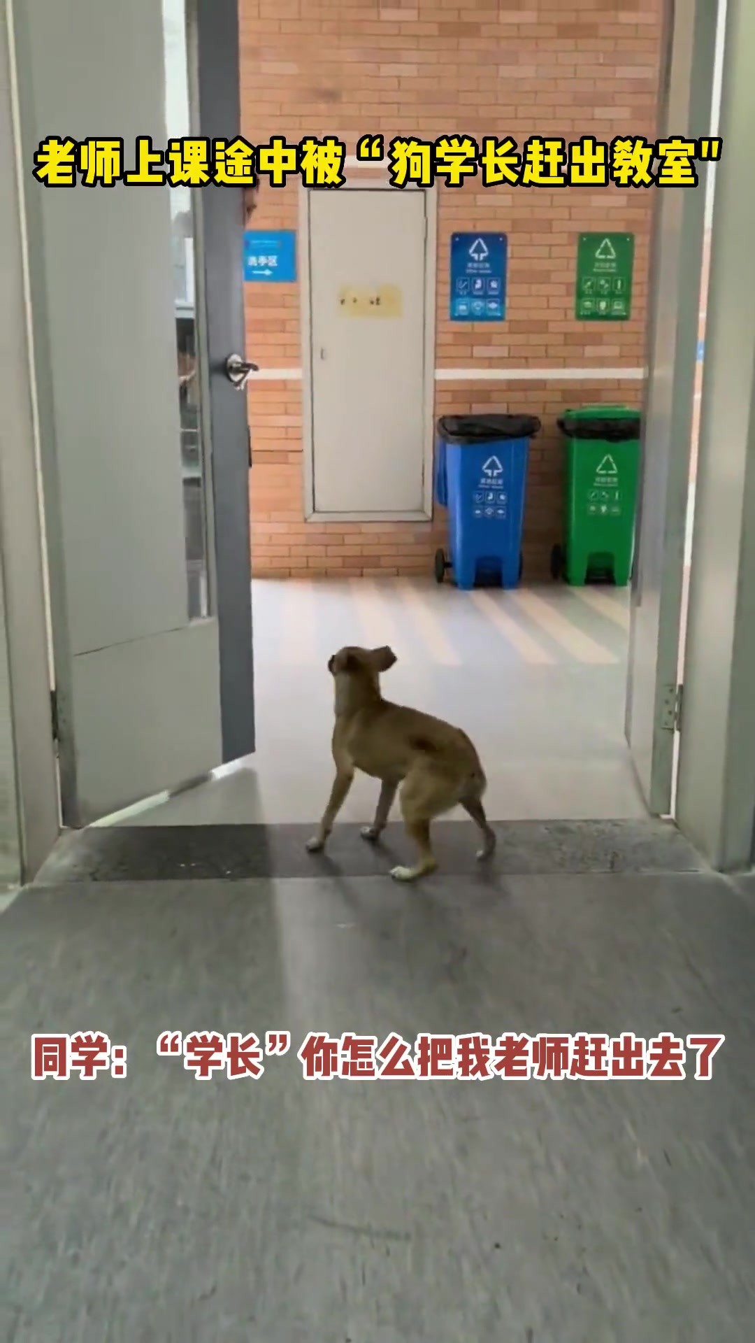 老师上课途中被“狗学长赶出教室”