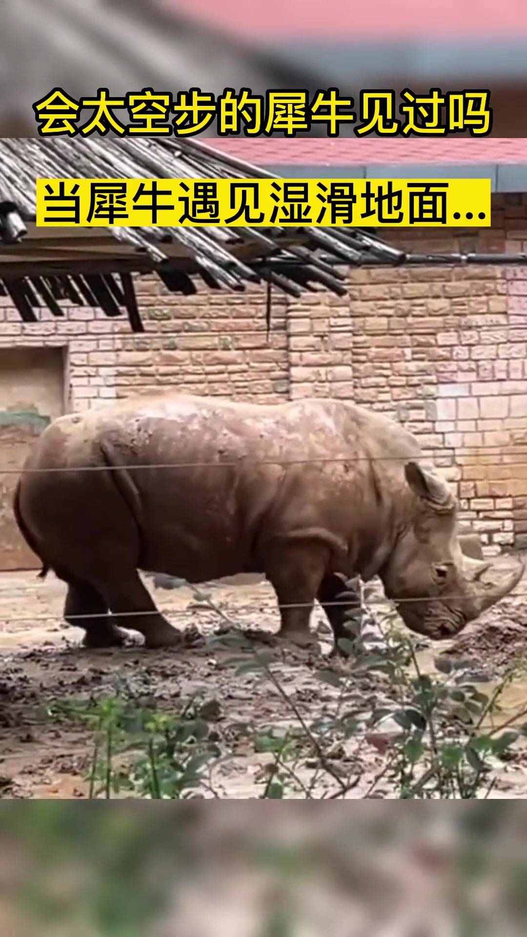 会太空步的犀牛见过吗