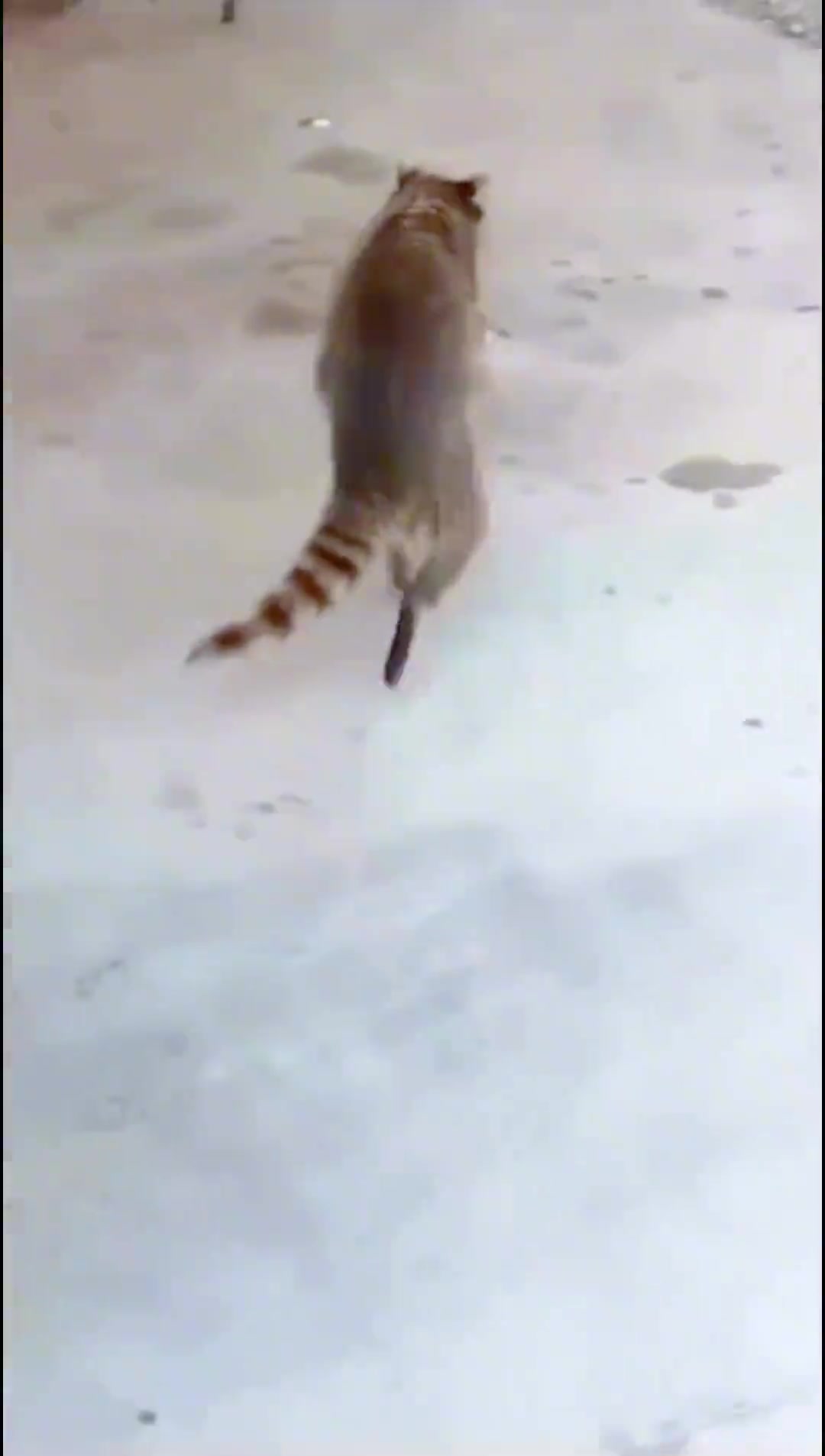 浣熊潜入居民家偷猫粮搞笑奔跑的那一瞬间！