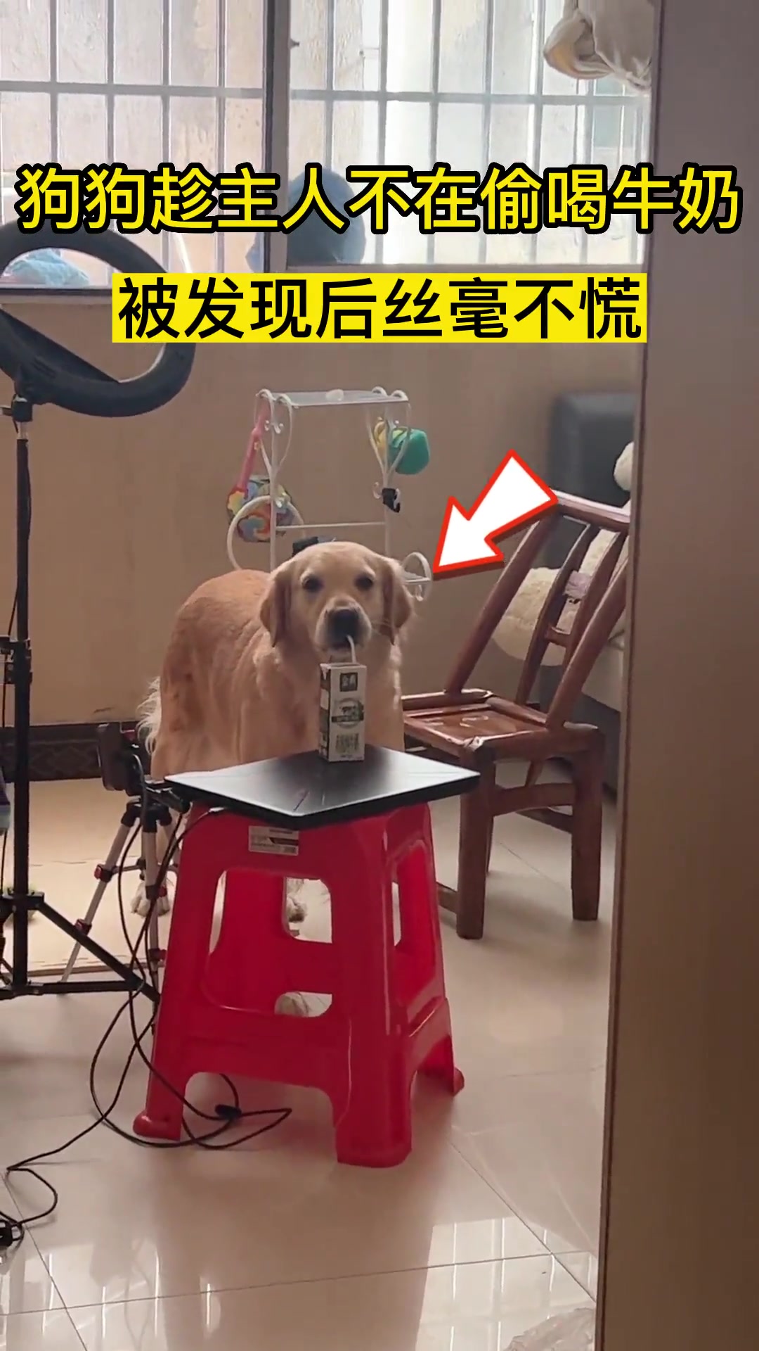 狗狗趁主人不在偷喝牛奶，被发现后丝毫不慌