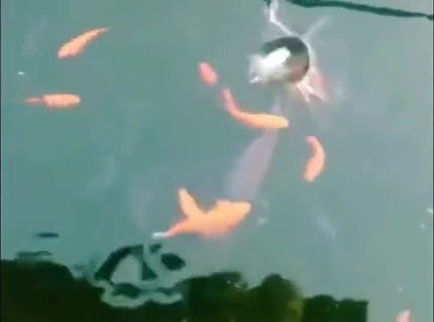 或许在老鼠的世界里，这馒头也算是一道光吧