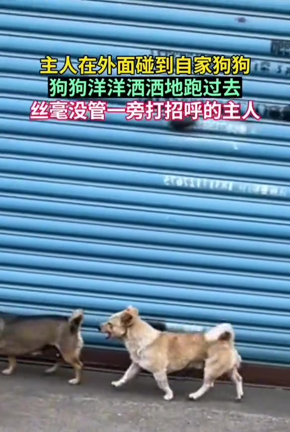 你不是说你叫刀疤吗，她怎么喊你土豆